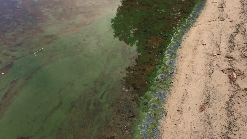 Blue-Green algae Lake Ainsworth