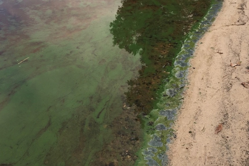 Blue-Green algae Lake Ainsworth