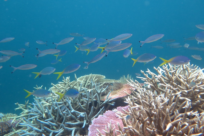 A school of fish swim over white coral 