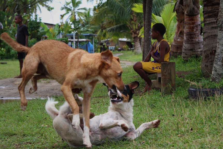 Dogs tussle on the grass as a young Fijian child sits in the background