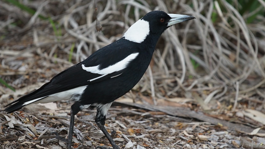 A magpie walks around on the ground.