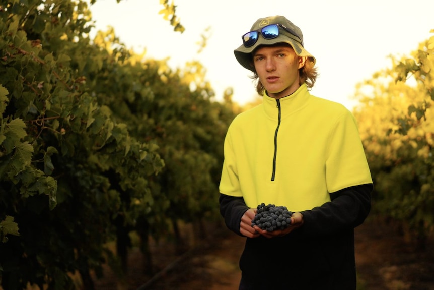White teenage boy wearing a hat holds a bunch of wine grapes in between two rows of vines.