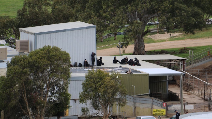 Aktivis memprotes kekejaman atas hewan di atap rumah jagal hewan di Australia Selatan.