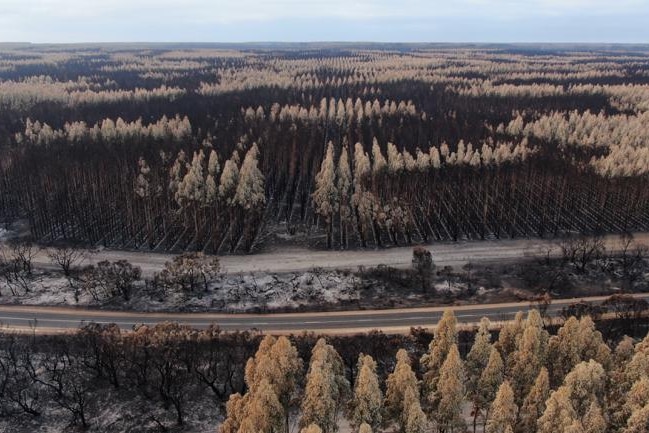 Trees in vertical lines burnt either black or white with a highway going through