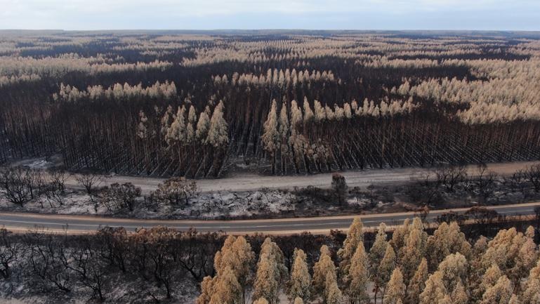 Trees in vertical lines burnt either black or white with a highway going through