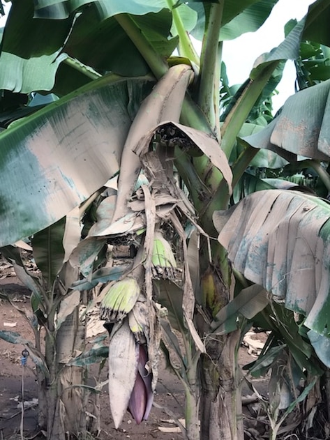 Banana plant covered in mud