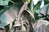 Banana plant covered in mud
