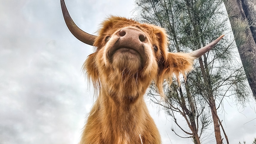 A shaggy highland cow leans over the camera on the ground.