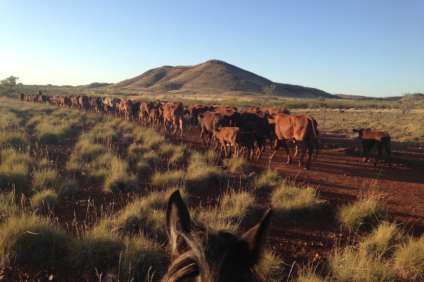 A herd of cattle with calves walk on a red dirt path with green hills in the background
