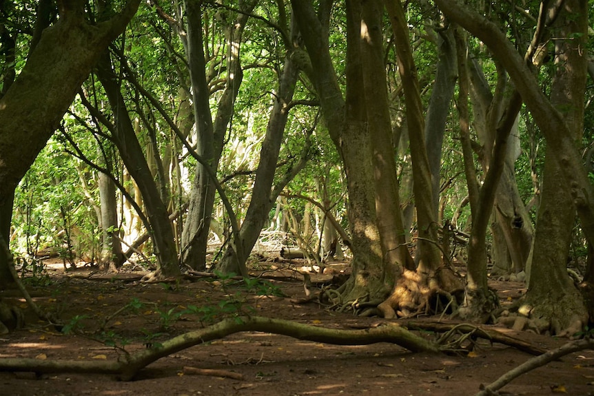 Thick trees and tree roots, green canopy and sunlight filtering through.