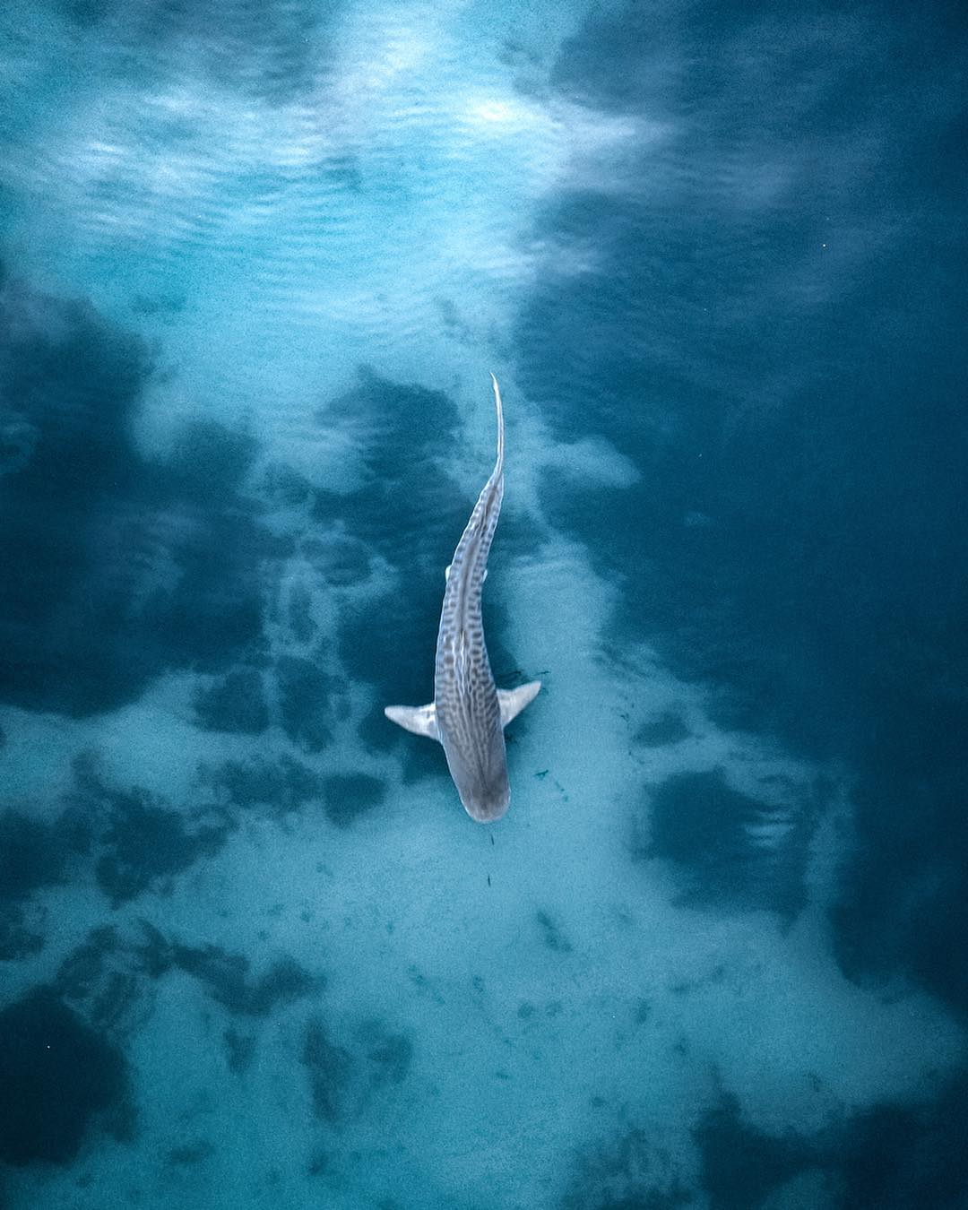 A drone photo of a Tiger shark.