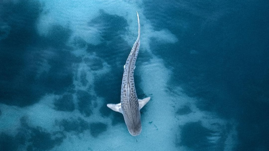 A drone photo of a Tiger shark.