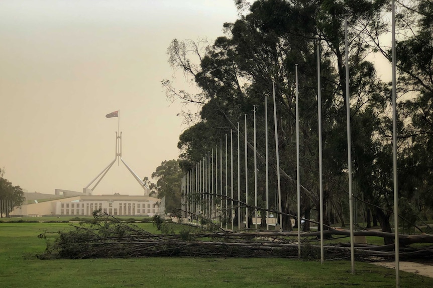 A tree lies on the ground, and Parliament House can be seen in the background.