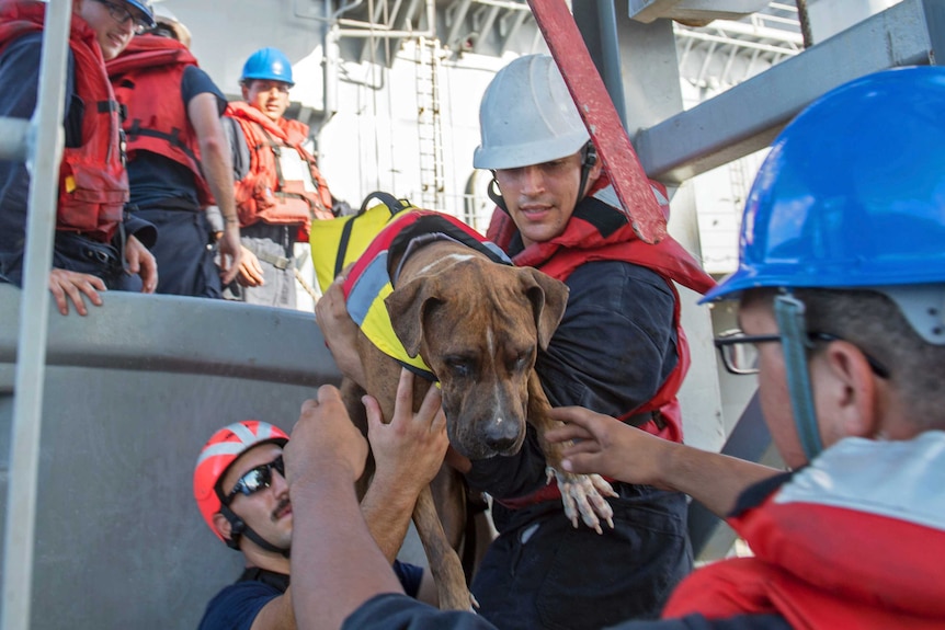 Dog rescued after he and his owners were lost at sea