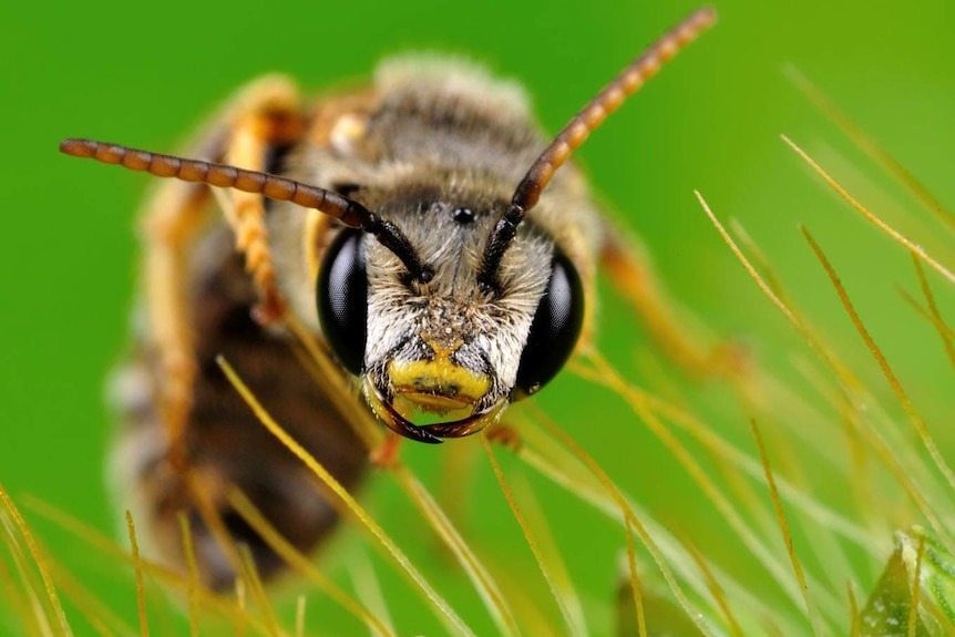 A macro close-up photo of a honey bee