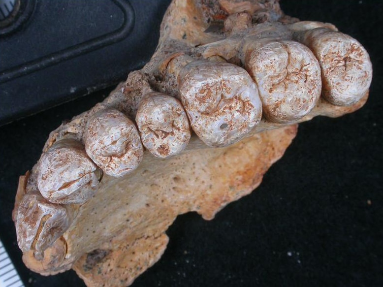 Close-up view of Misliya fossil teeth.