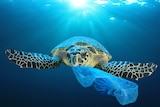 An ocean-going turtle swims towards the camera with a plastic bag hanging from its mouth