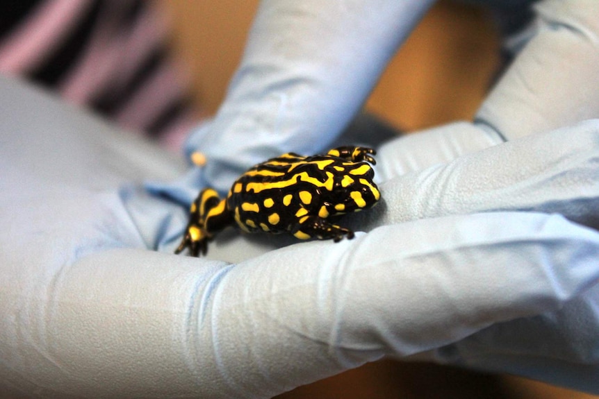 a black and yellow striped frog walks on a gloved hand
