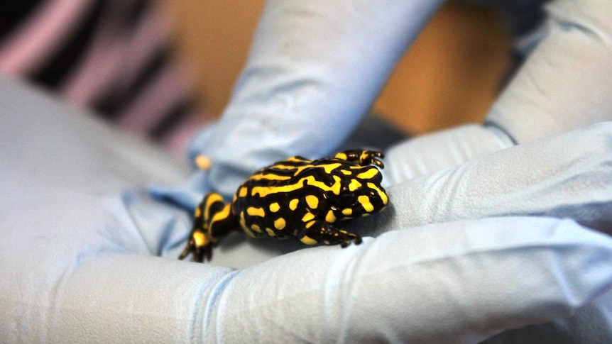 a black and yellow striped frog walks on a gloved hand