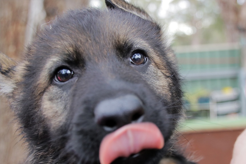 German shepherd puppy