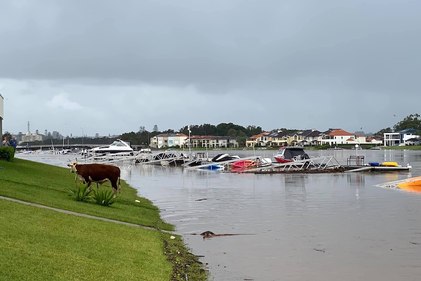 A cow stands on the bank of a river, stranded.