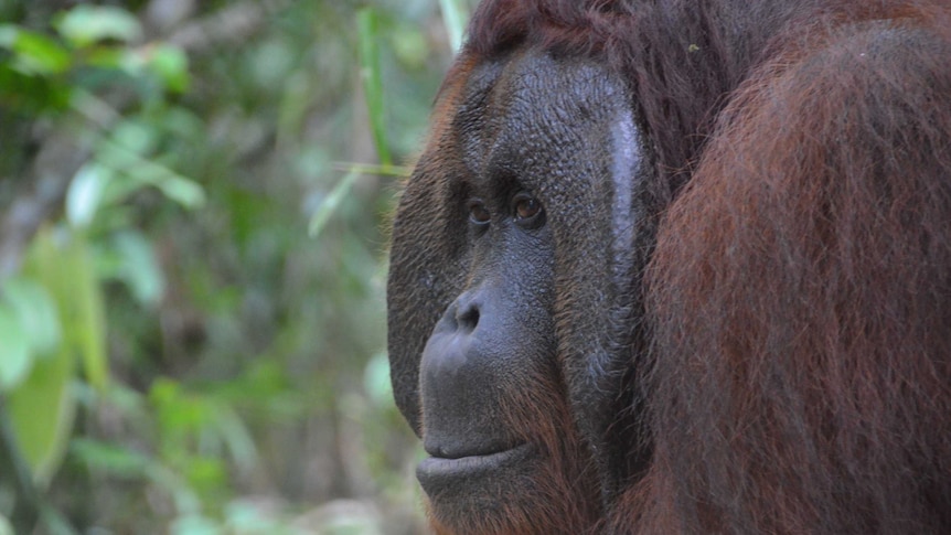 An orangutan near Kalimantan's Tanjung Puting National Park