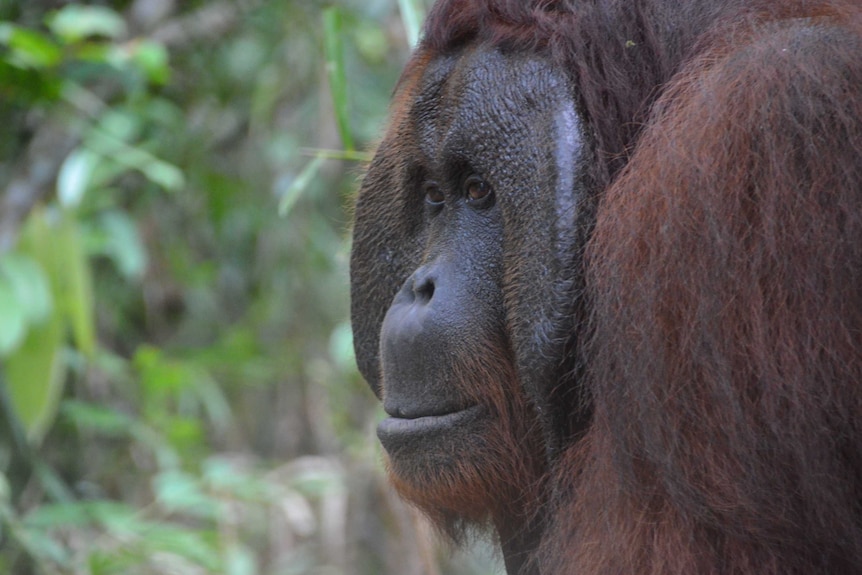 An orangutan near Kalimantan's Tanjung Puting National Park
