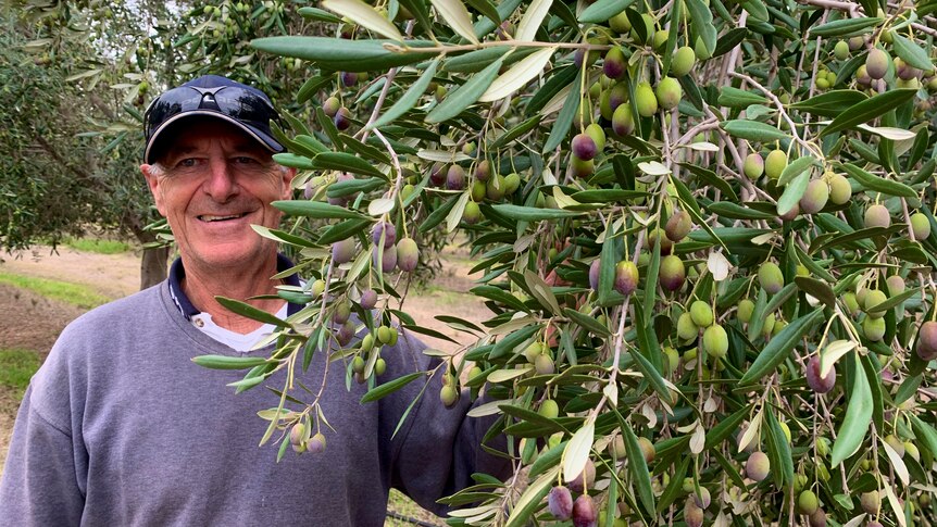 A man is standing next to an olive tree smiling