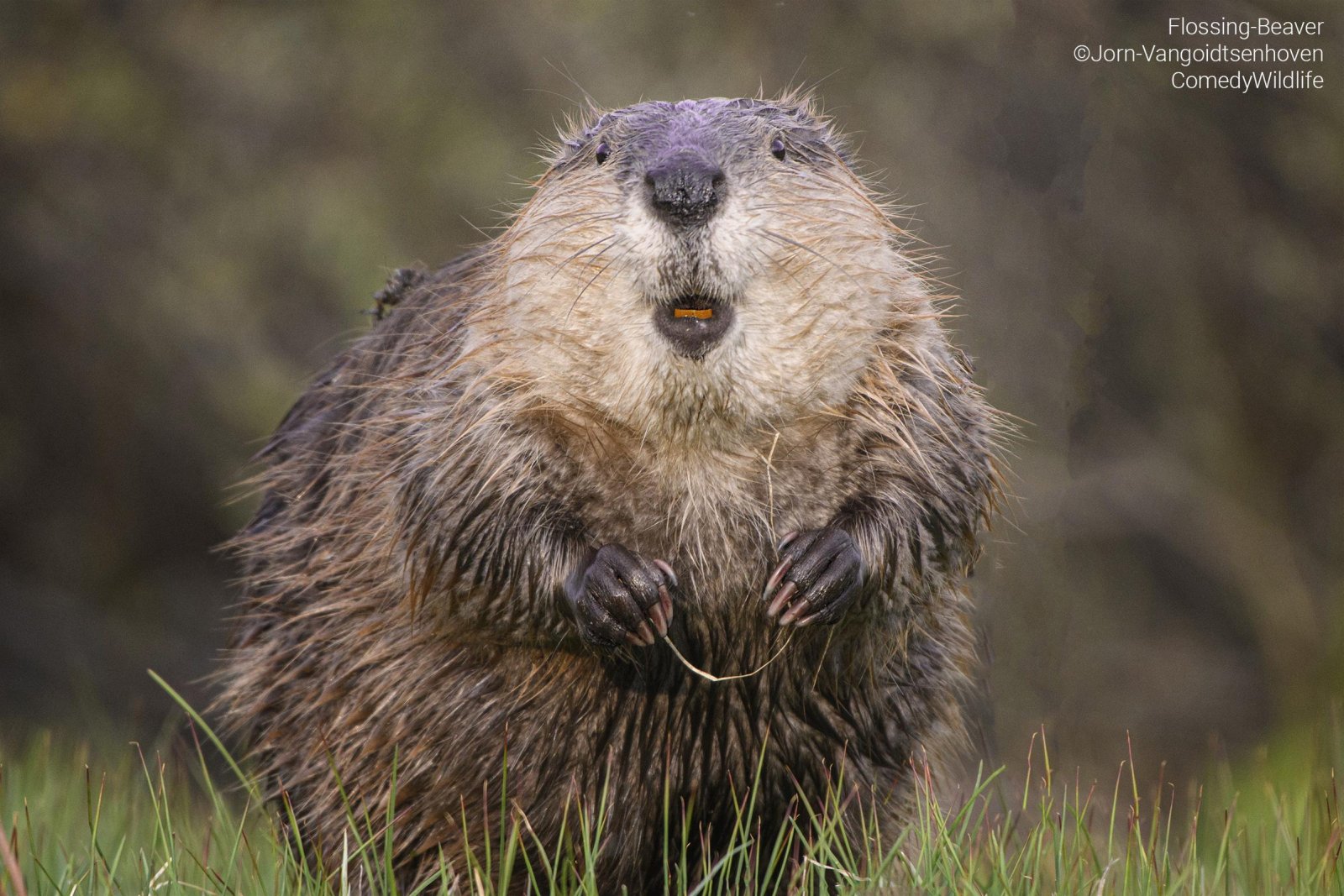 A brown beaver sitting in grass with a piece of grass in its paws