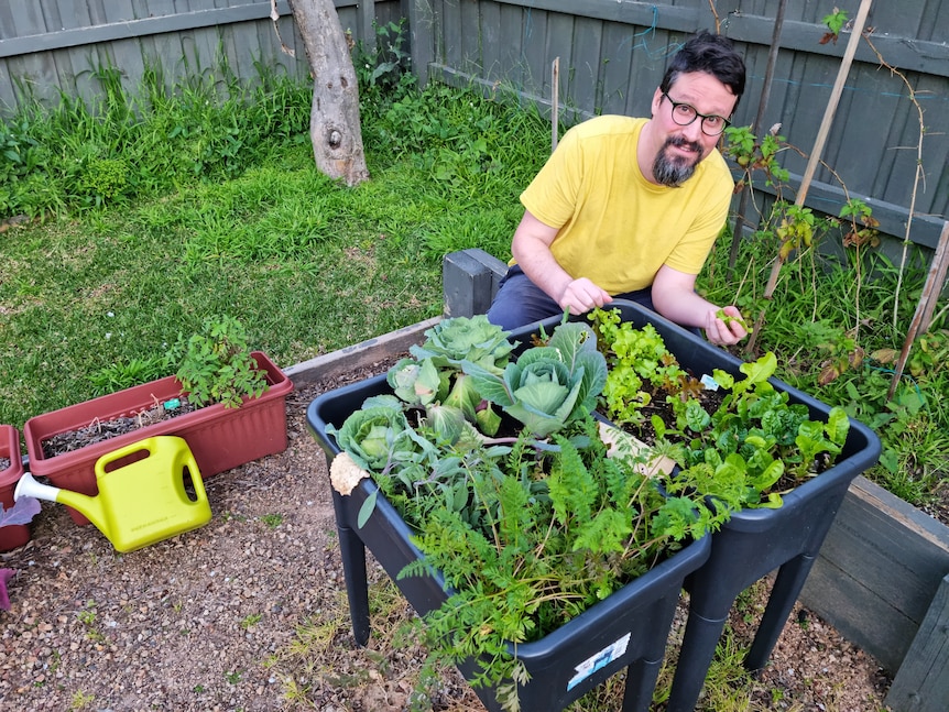 A man in a yellow shirt sits in front of two raised garden beds in a suburban backyard
