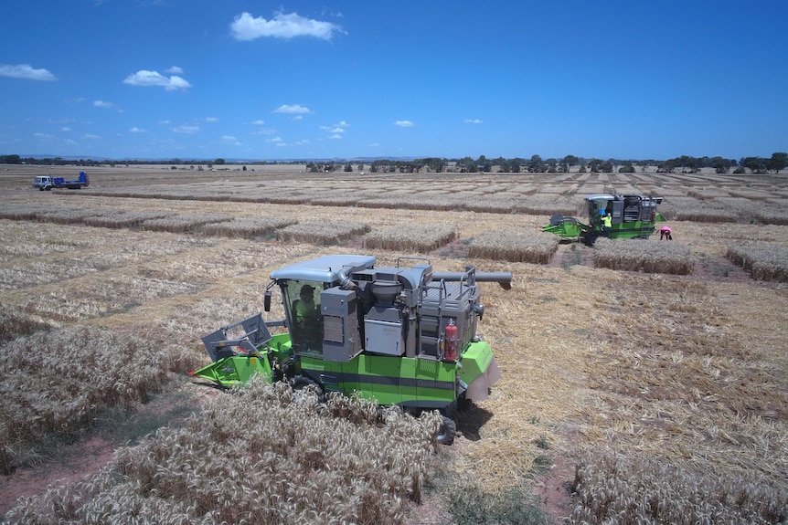 Plant breeders harvesting trial plots with small headers.