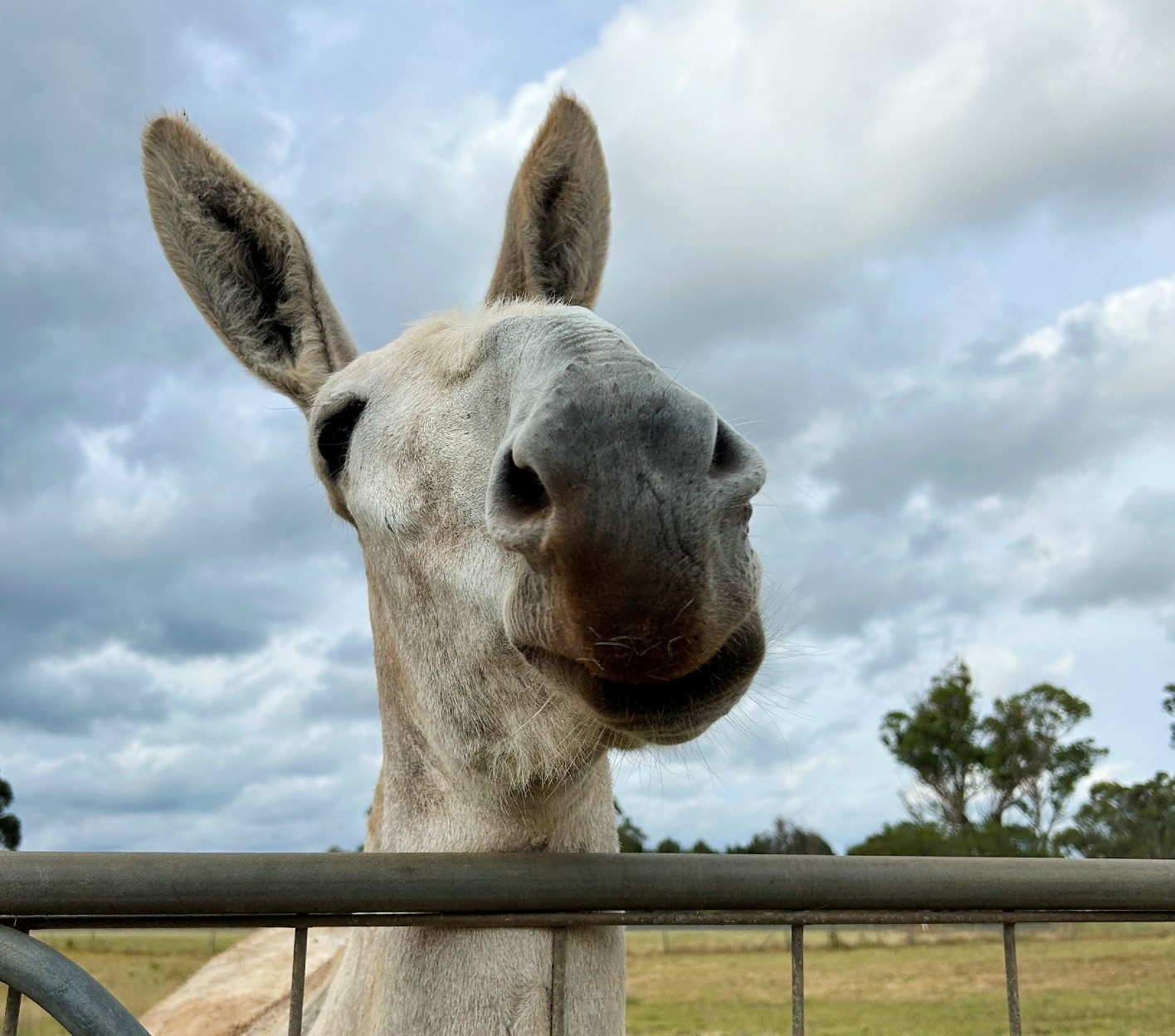 The donkey marching for the memory of all animals that serve in war