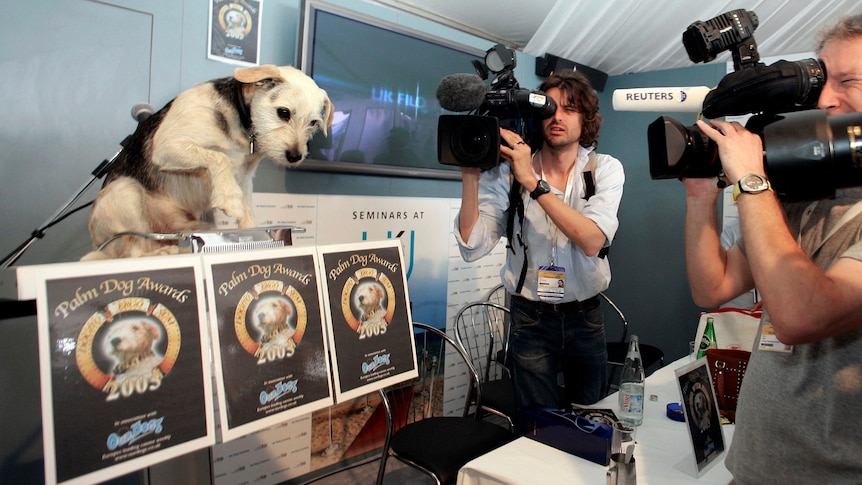 A dog on a stand with film cameras in front of it. 