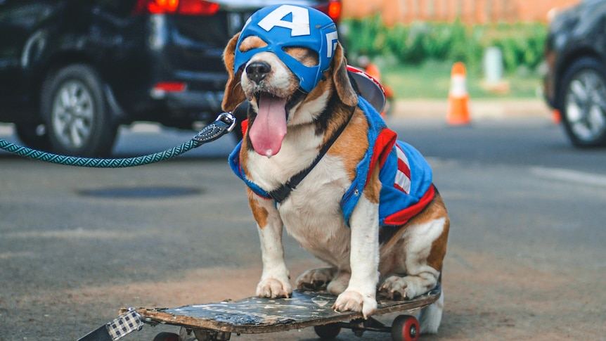 A dog on a skateboard.