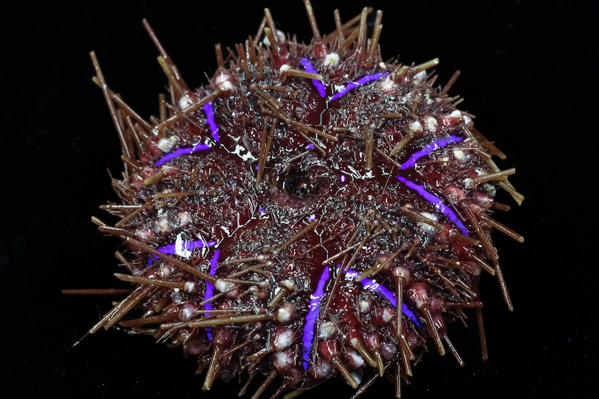 A spiky sea urchin with blue stripes
