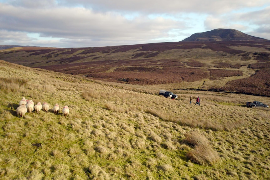 A field with sheep.