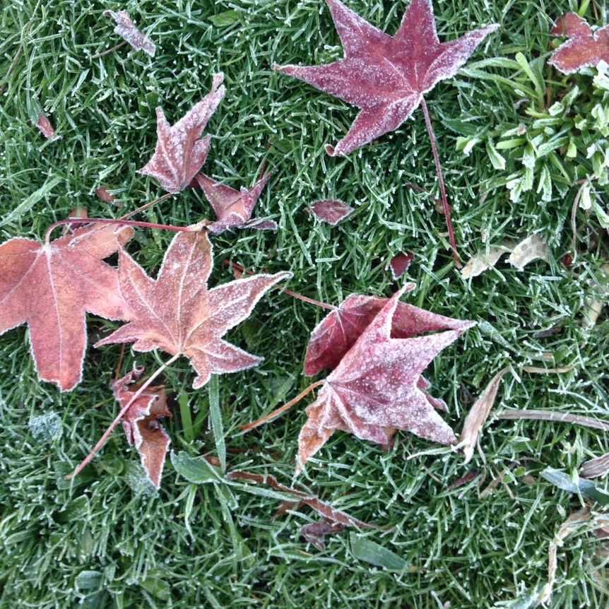 Close up photo of red leaves on green grass, all outlined  in white frost.