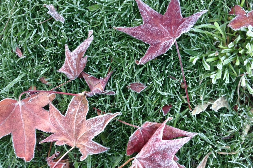 Close up photo of red leaves on green grass, all outlined  in white frost.