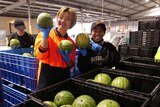 Sara Okada and Isabell Peraira stand behind crates of melons in a packing shed, holding some in their hands 