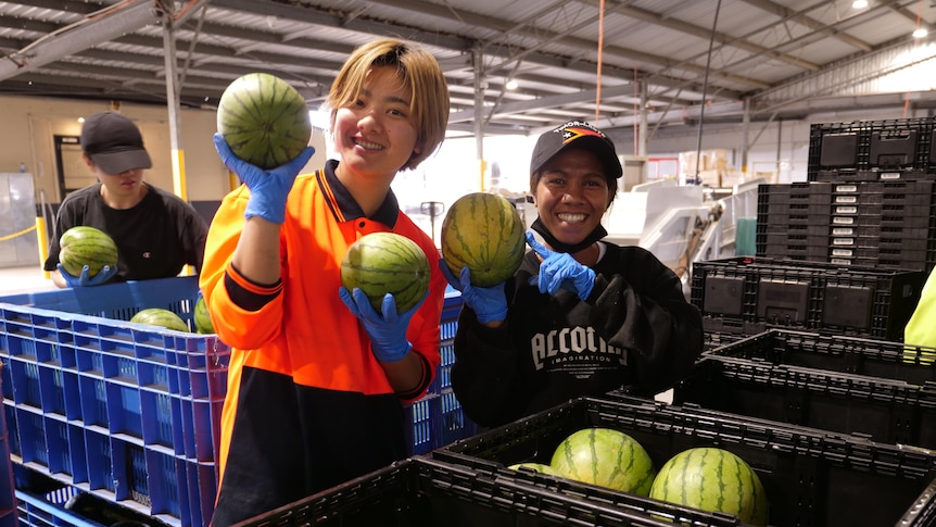Sara Okada and Isabell Peraira stand behind crates of melons in a packing shed, holding some in their hands 