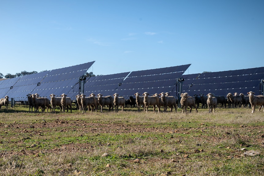 Des moutons se tiennent devant des rangées de panneaux solaires.
