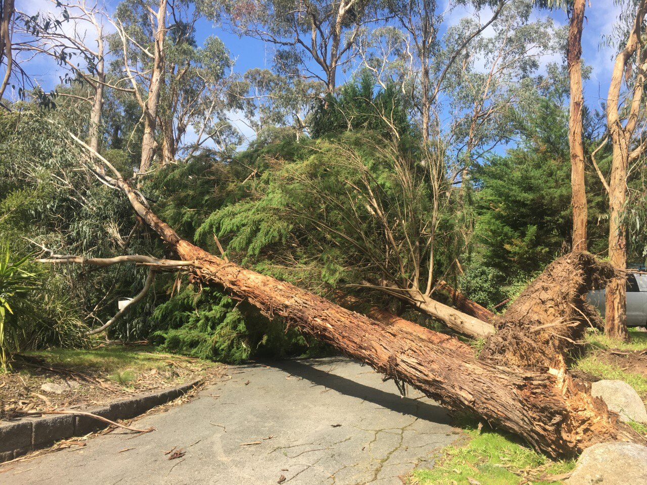 Three trees uprooted and fallen over a path in The Basin.
