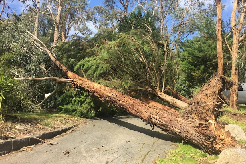 Three trees uprooted and fallen over a path in The Basin.