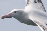 An albatross in the sky.