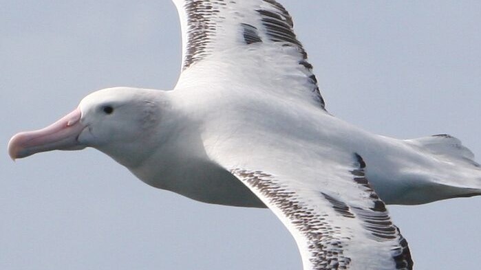 An albatross in the sky.