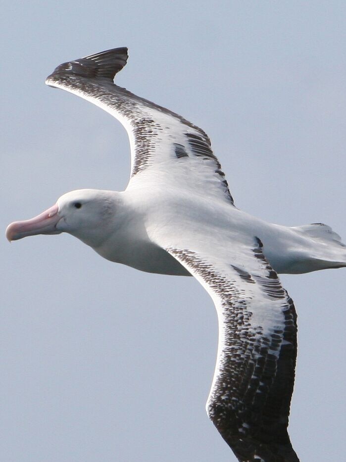 Albatross