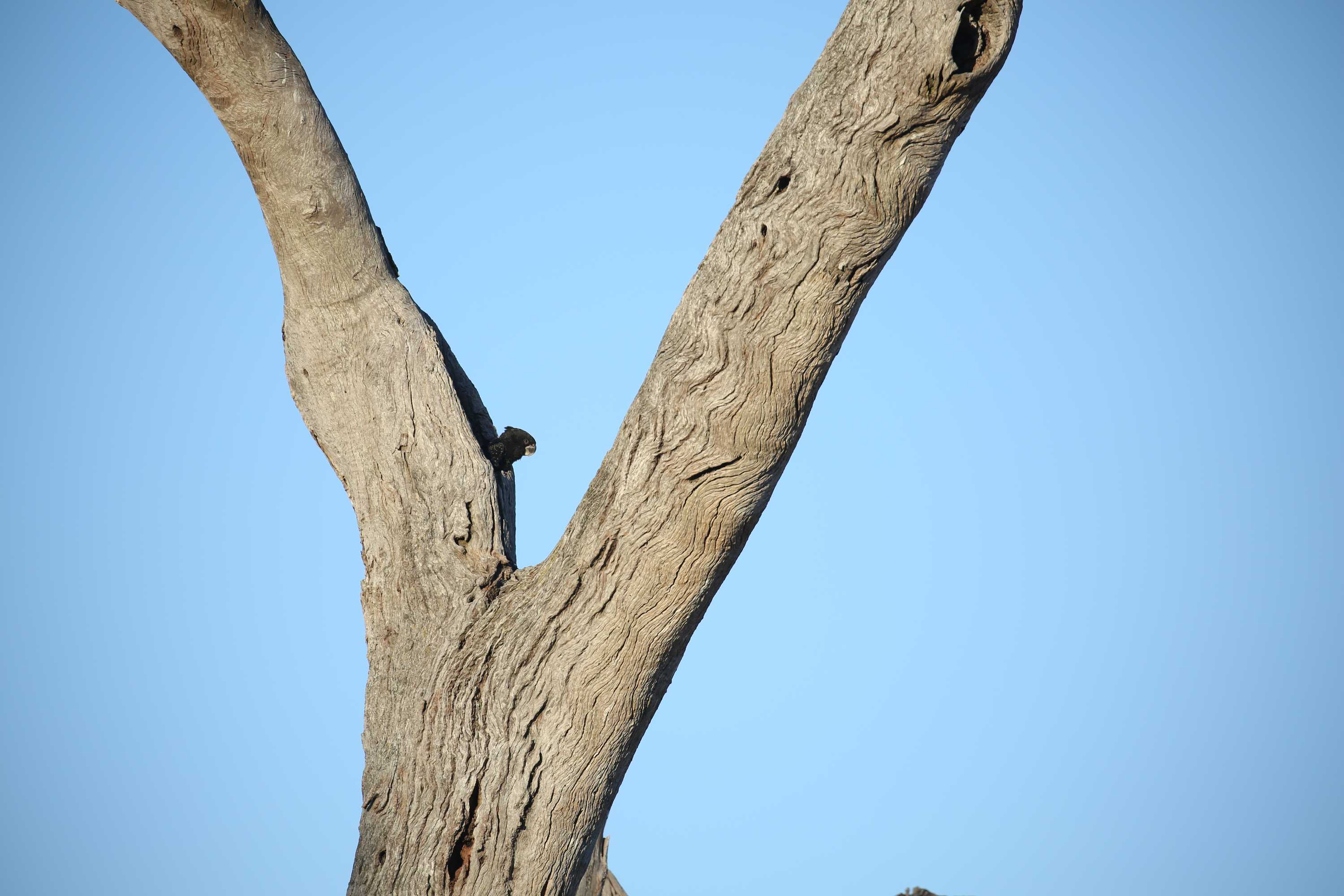 Earworms from a cockatoo tree