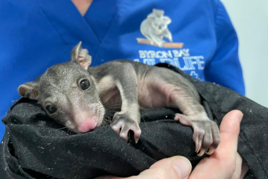 A young baby brush possum is clinging to a blanket while being held by a vet.