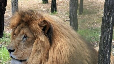 Lazarus the African lion killed his mate at Dubbo's Taronga Western Plains Zoo.