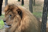 Lazarus the African lion killed his mate at Dubbo's Taronga Western Plains Zoo.